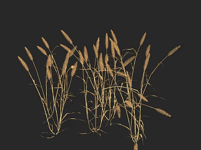 Golden Dry Grass With Long Stems And Seed Heads On Black Background 3d model