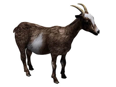 Brown And White Goat With Curved Horns Standing Isolated On White Background 3d model