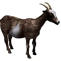 Brown And White Goat With Curved Horns Standing Isolated On White Background