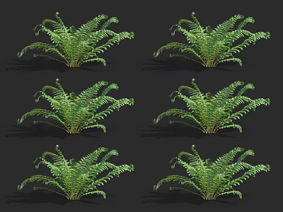 Lush Green Potted Ferns Arranged With Multiple Plants On Black Background 3d model