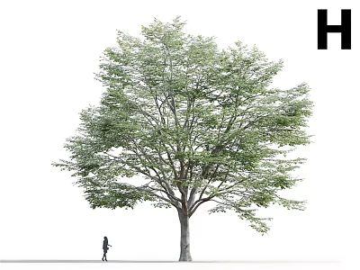 Tall Tree With Lush Green Leaves Thick Trunk Broad Canopy And Person Standing Under 3d model
