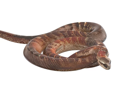 Brown and Red Coiled Reptile Snake with Patterned Scales on White Background 3d model