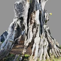 Ancient Tree With Gnarled Twisted Exposed Roots At Base And Green Grass Around Trunk