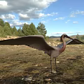 Two Flying Birds With Spread White Wings And Pink Bodies In Mid Flight
