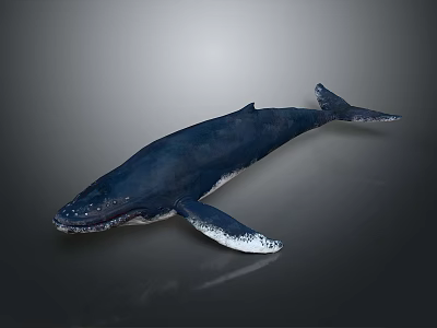 Realistic Deep Blue Whale In Swimming Pose On Gray Background 3d model