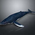Realistic Deep Blue Whale In Swimming Pose On Gray Background 3d model