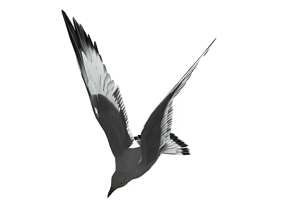 Graceful Seagull Flying With Spread Wings In The Air Mid Flight 3d model