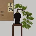 Pine Bonsai Plant in Brown Ceramic Pot on Wooden Stand with Chinese Calligraphy Scroll