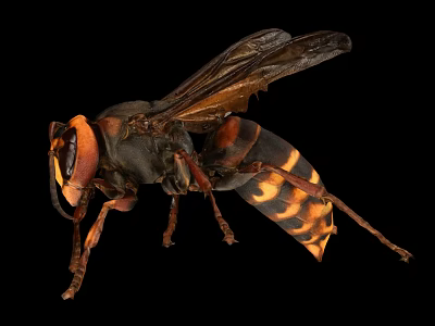 Isolated Giant Hornet With Black And Yellow Stripes Transparent Wings On Black Background 3d model