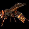 Modern bee bumblebee 3d model