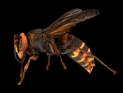 Modern bee bumblebee 3d model