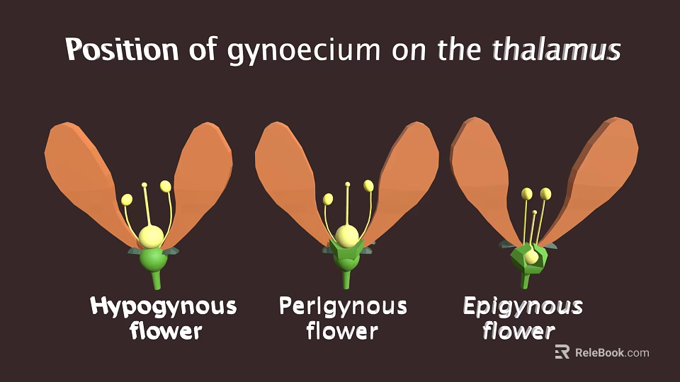 Plant Flower Structure Showing Gynoecium Position on Thalamus Hypogynous Perigynous Epigynous Types 3d model 