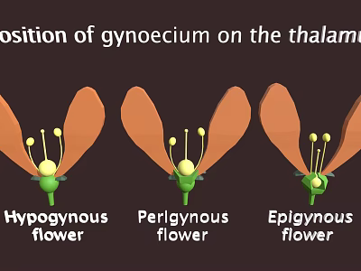 Plant Flower Structure Showing Gynoecium Position on Thalamus Hypogynous Perigynous Epigynous Types 3d model