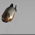 Piranha Fish With Silver Body Red Belly And Plump Appearance On Dark Background