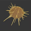 Organ And Hair Like Structures On Red Spiky Seashell With White Spines