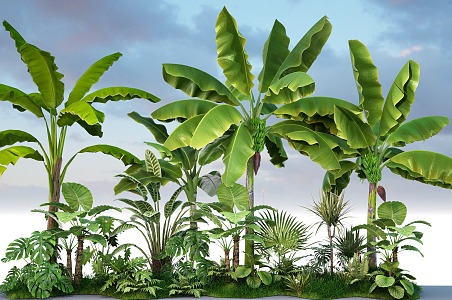 Modern Green Plant Tropical Plant Basho Green Plant 3d model