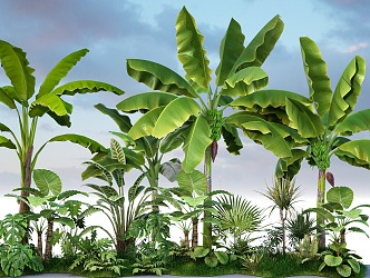 Modern Green Plant Tropical Plant Basho Green Plant 3d model