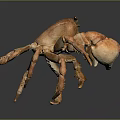 Orange Brown Crab Whole Body With Legs And Claws On Dark Reflective Surface