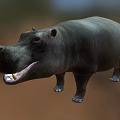 Realistic 3D Hippo Model With Open Mouth And Gray Body Features