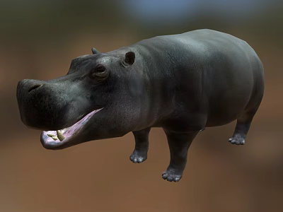 Realistic 3D Hippo Model With Open Mouth And Gray Body Features 3d model