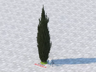 Tall Slender Cypress Tree Standing On Square Tiled Paved Ground 3d model