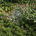 Vibrant Natural Meadow With Lush Green Grass And Blooming Pink White Flowers