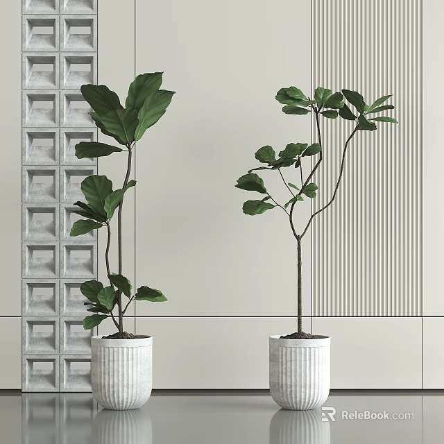Large Leaf Bonsai Potted Plants In White Ceramic Pots With Textured Wall Background 3d model 