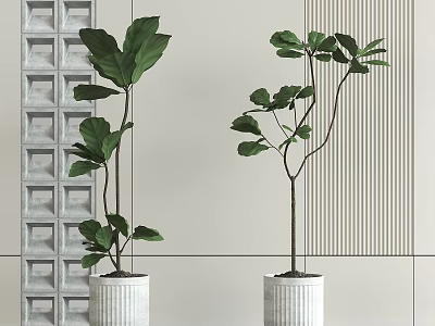 Large Leaf Bonsai Potted Plants In White Ceramic Pots With Textured Wall Background 3d model