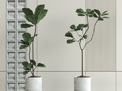 Qin Ye Ficus plant gray brick SU model download model