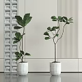Large Leaf Bonsai Potted Plants In White Ceramic Pots With Textured Wall Background