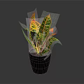 Vibrant Variegated Leaves Plant in Black Ceramic Pot on Dark Background