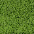 Lush Green Grass with Tall Slender Blades in Fresh Natural Outdoor Setting