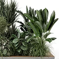 Various Bonsai Potted Plants With Lush Green Leaves And Different Leaf Shapes On Wooden Tray