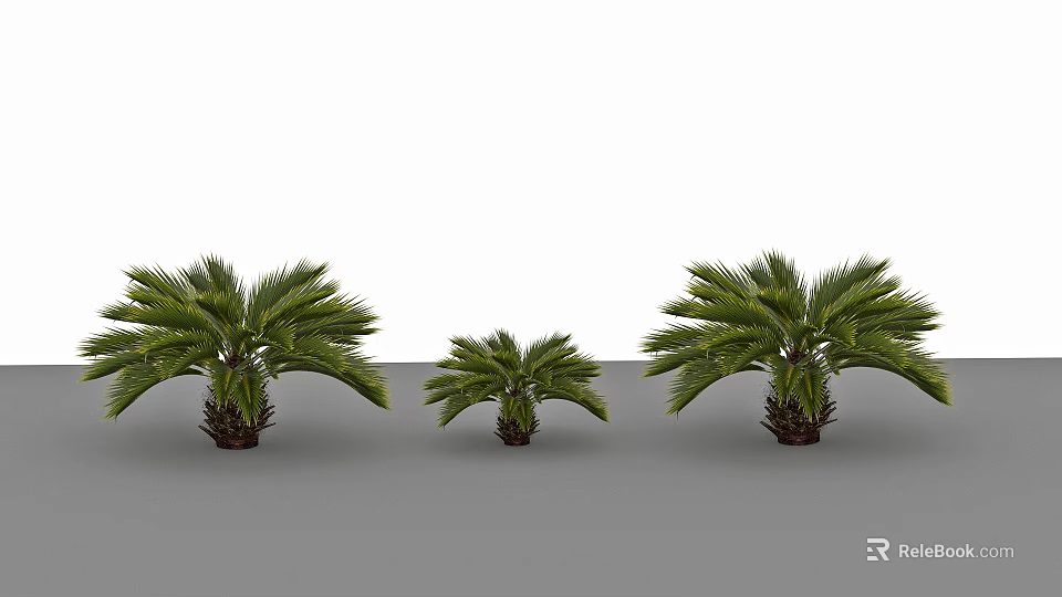 Three Different Sizes Palm Trees With Green Fronds And Brown Trunks For Garden 3d model 