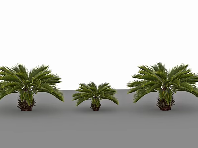 Three Different Sizes Palm Trees With Green Fronds And Brown Trunks For Garden 3d model