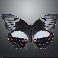 Butterfly With Spread Wings Black White And Orange Spots On Gray Background