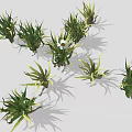 Green Leafy Plant Clusters With White Daisy Flower In Center