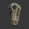 Detailed View Of Dinosaur Skull With Organ Structures And Hair Remnants