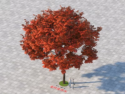 Tall Deciduous Tree With Vibrant Red Autumn Leaves On Stone Ground And Person 3d model