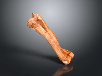 Realistic Anatomical Bone Structure With Natural Brown Texture And Surface Details 3d model