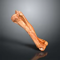 Realistic Anatomical Bone Structure With Natural Brown Texture And Surface Details