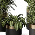 Bonsai Potted Plants For Indoor Decor With Various Green Species In Gold And Black Pots