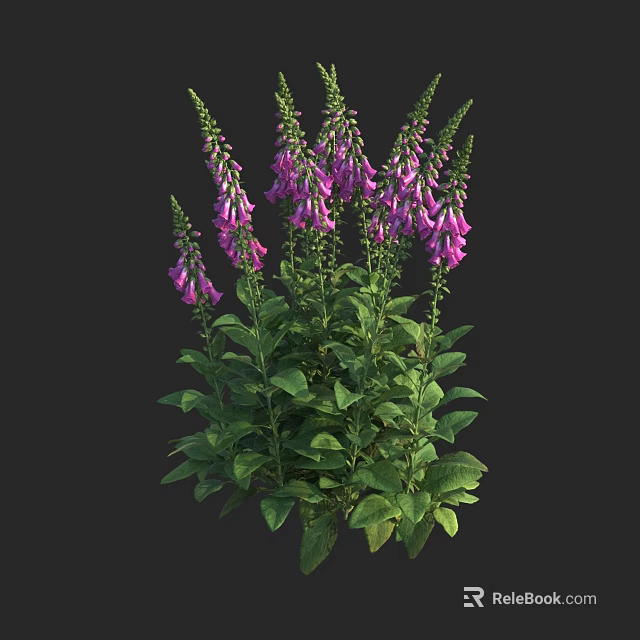Vibrant Purple Digitalis Flowers With Lush Green Leaves Growing On Multiple Stems Against Black Background 3d model 