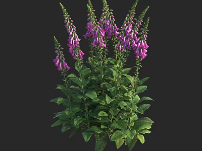 Vibrant Purple Digitalis Flowers With Lush Green Leaves Growing On Multiple Stems Against Black Background 3d model