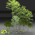 Diverse Tall Green Trees With Lush Foliage Varied Heights And Straight Trunks