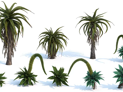Aloe Shrubs In Various Sizes With Green Leaves Curved Stems And Natural Shadows 3d model