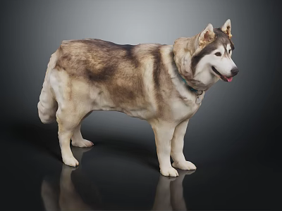 Brown and white Siberian Husky dog with green collar standing on black background with reflection 3d model