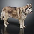 Brown and white Siberian Husky dog with green collar standing on black background with reflection