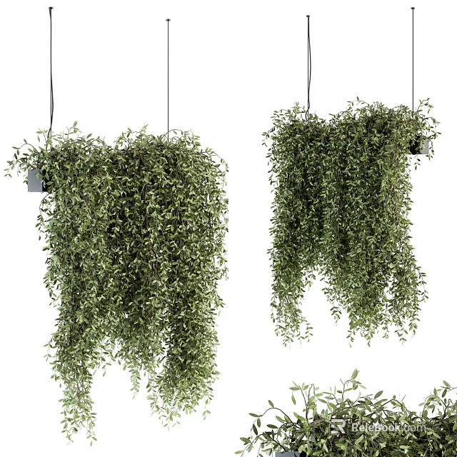 Hanging Bonsai Potted Plants With Trailing Vines And Lush Drooping Green Foliage 3d model 