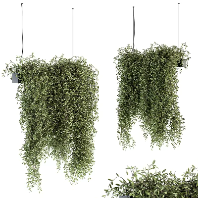 Hanging Bonsai Potted Plants With Trailing Vines And Lush Drooping Green Foliage 3d model